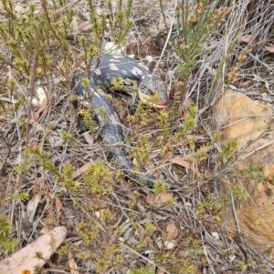 Tiliqua nigrolutea at Bungendore, NSW - 5 Nov 2023