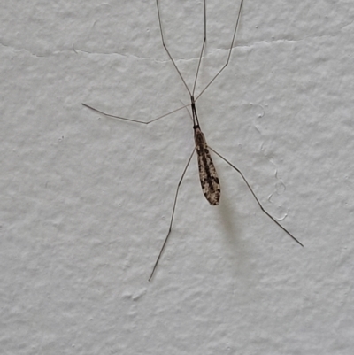 Limoniidae (family) (Unknown Limoniid Crane Fly) at Coree, ACT - 5 Nov 2023 by trevorpreston