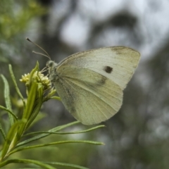 Pieris rapae (Cabbage White) at Captains Flat, NSW - 5 Nov 2023 by Csteele4