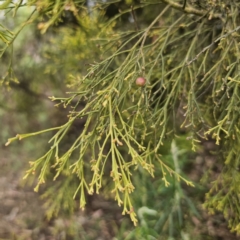 Exocarpos cupressiformis (Cherry Ballart) at QPRC LGA - 5 Nov 2023 by Csteele4