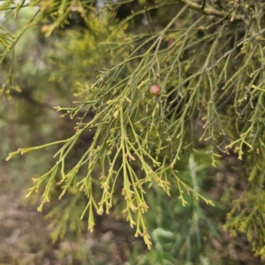 Exocarpos cupressiformis at Captains Flat, NSW - 5 Nov 2023