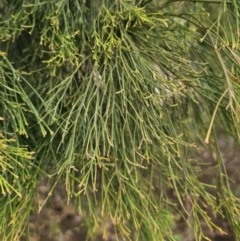 Exocarpos cupressiformis at Captains Flat, NSW - 5 Nov 2023