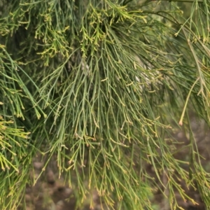 Exocarpos cupressiformis at Captains Flat, NSW - 5 Nov 2023