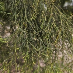 Exocarpos cupressiformis at Captains Flat, NSW - 5 Nov 2023