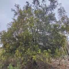 Exocarpos cupressiformis at Captains Flat, NSW - 5 Nov 2023 12:27 PM