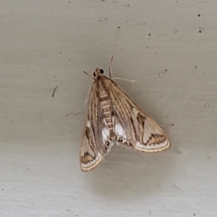 Strepsinoma foveata (Pyralid moth, Snout moth) at Cotter Reserve - 4 Nov 2023 by trevorpreston