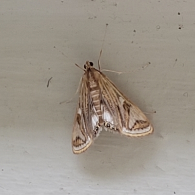 Strepsinoma foveata (Pyralid moth, Snout moth) at Coree, ACT - 5 Nov 2023 by trevorpreston
