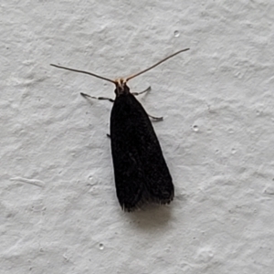 Lecithocera (genus) at Cotter Reserve - 5 Nov 2023