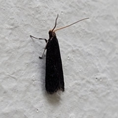 Lecithocera (genus) at Cotter Reserve - 5 Nov 2023