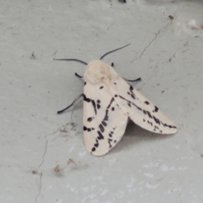 Ardices canescens (Dark-spotted Tiger Moth) at Cotter Reserve - 5 Nov 2023 by trevorpreston