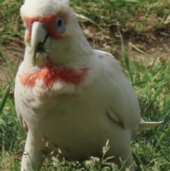 Cacatua tenuirostris (Long-billed Corella) at Narrabundah, ACT - 3 Oct 2023 by RobParnell