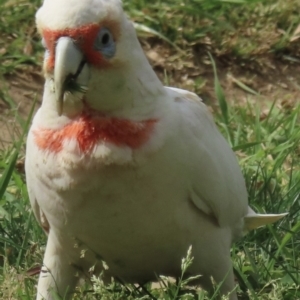 Cacatua tenuirostris at Narrabundah, ACT - 3 Oct 2023 10:30 AM