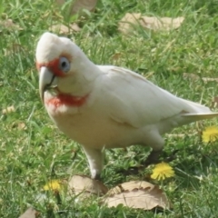 Cacatua tenuirostris at Narrabundah, ACT - 3 Oct 2023 10:30 AM