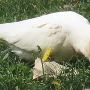 Cacatua tenuirostris at Narrabundah, ACT - 3 Oct 2023 10:30 AM