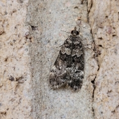 Eudonia protorthra (A Scopariine moth) at Coree, ACT - 5 Nov 2023 by trevorpreston
