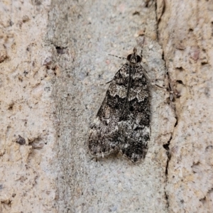 Eudonia protorthra at Cotter Reserve - 5 Nov 2023