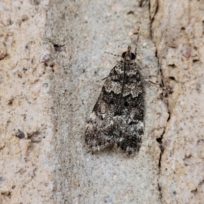 Eudonia protorthra (A Scopariine moth) at Cotter Reserve - 4 Nov 2023 by trevorpreston