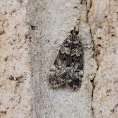 Eudonia protorthra (A Scopariine moth) at Cotter Reserve - 4 Nov 2023 by trevorpreston
