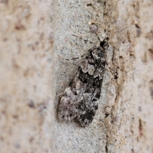 Eudonia protorthra at Cotter Reserve - 5 Nov 2023