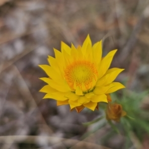 Xerochrysum viscosum at Captains Flat, NSW - 5 Nov 2023