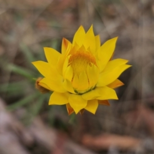 Xerochrysum viscosum at Captains Flat, NSW - 5 Nov 2023