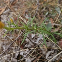 Xerochrysum viscosum at Captains Flat, NSW - 5 Nov 2023