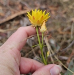 Xerochrysum viscosum at Captains Flat, NSW - 5 Nov 2023