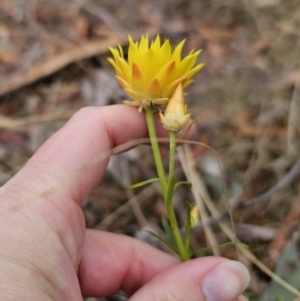 Xerochrysum viscosum at Captains Flat, NSW - 5 Nov 2023