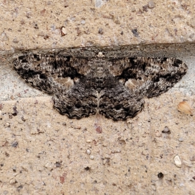 Unplaced externaria (Mahogany Bark Moth) at Coree, ACT - 5 Nov 2023 by trevorpreston