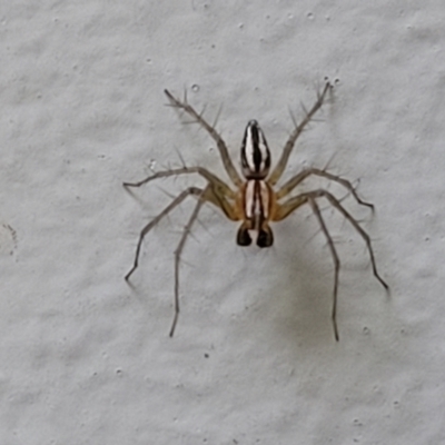 Oxyopes (genus) (Lynx spider) at Coree, ACT - 5 Nov 2023 by trevorpreston