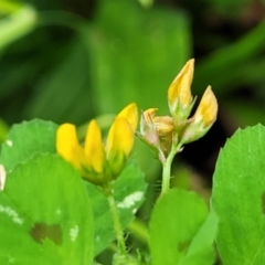 Medicago arabica (Spotted Burr Medic) at Cotter Reserve - 4 Nov 2023 by trevorpreston