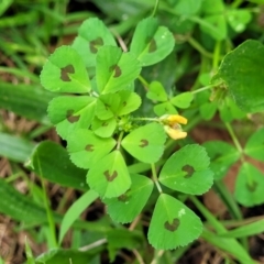 Medicago arabica at Coree, ACT - 4 Nov 2023 04:27 PM