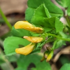 Medicago arabica at Coree, ACT - 4 Nov 2023 04:27 PM