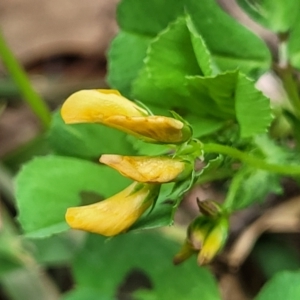 Medicago arabica at Coree, ACT - 4 Nov 2023