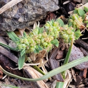 Paronychia brasiliana at Coree, ACT - 4 Nov 2023