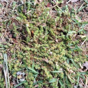 Paronychia brasiliana at Coree, ACT - 4 Nov 2023 04:25 PM