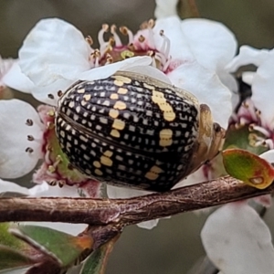 Paropsis pictipennis at Coree, ACT - 4 Nov 2023 04:16 PM