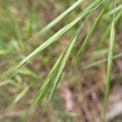 Bromus diandrus (Great Brome) at Coree, ACT - 4 Nov 2023 by trevorpreston