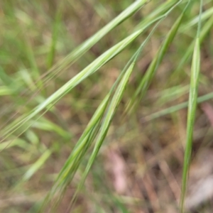 Bromus diandrus at Coree, ACT - 4 Nov 2023 04:15 PM