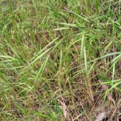 Bromus diandrus at Coree, ACT - 4 Nov 2023 04:15 PM