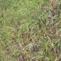 Bromus diandrus at Coree, ACT - 4 Nov 2023 04:15 PM