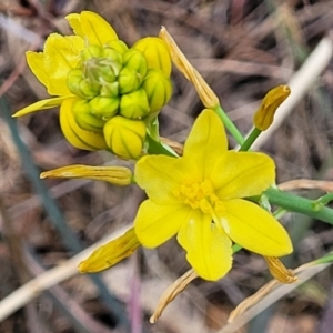 Bulbine glauca at Coree, ACT - 4 Nov 2023 04:14 PM