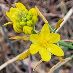 Bulbine glauca (Rock Lily) at Cotter Reserve - 4 Nov 2023 by trevorpreston