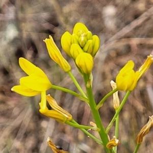 Bulbine glauca at Coree, ACT - 4 Nov 2023