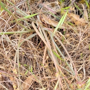 Bulbine glauca at Coree, ACT - 4 Nov 2023 04:14 PM
