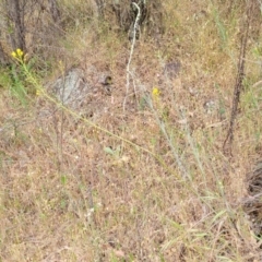 Bulbine glauca at Coree, ACT - 4 Nov 2023