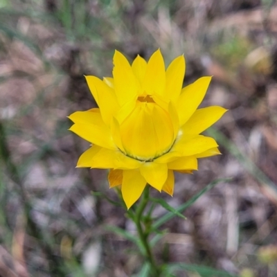 Xerochrysum viscosum (Sticky Everlasting) at Cotter Reserve - 4 Nov 2023 by trevorpreston