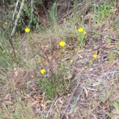 Xerochrysum viscosum at Coree, ACT - 4 Nov 2023