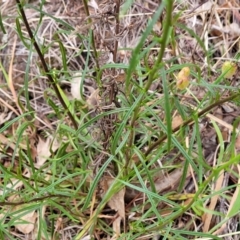 Xerochrysum viscosum at Coree, ACT - 4 Nov 2023