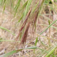 Bromus diandrus (Great Brome) at Cotter Reserve - 4 Nov 2023 by trevorpreston